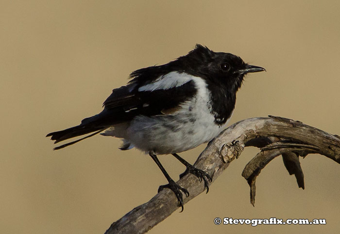 Male Hooded Robin