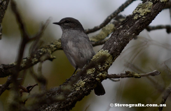 Female Hooded Robin at Little Desert National Park, Vic