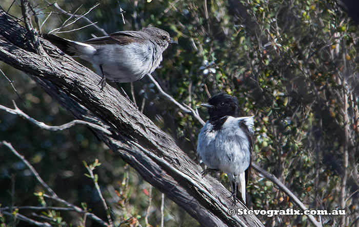 Pair of Hooded Robins