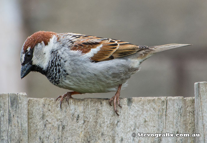 Male House Sparrow