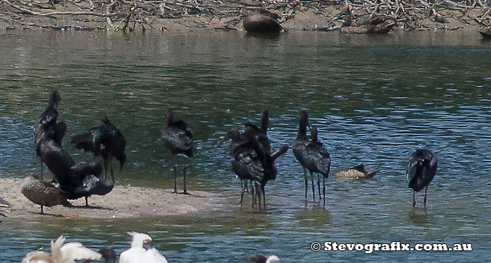 Glossy Ibis