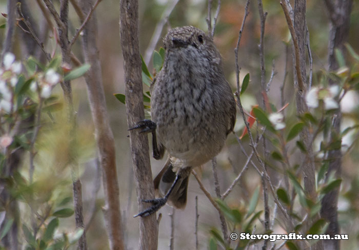 Inland Thornbill