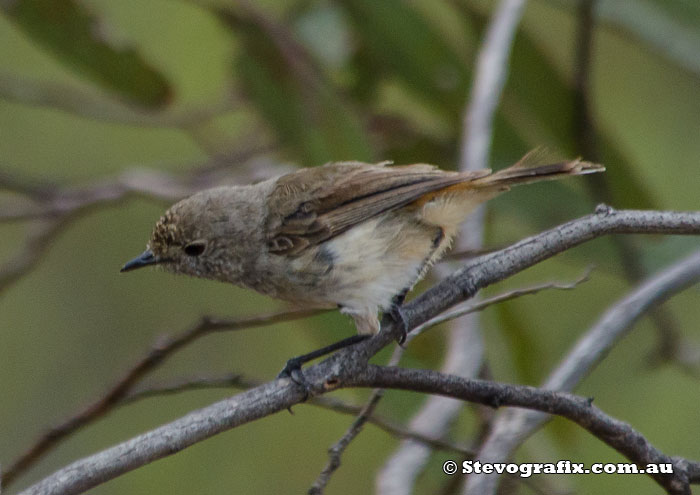 Inland Thronbill