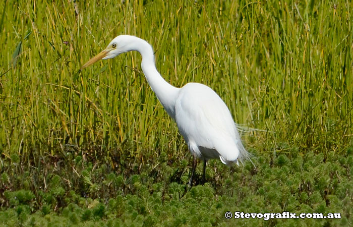 Intermediate Egret