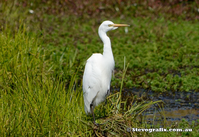 Intermediate Egret