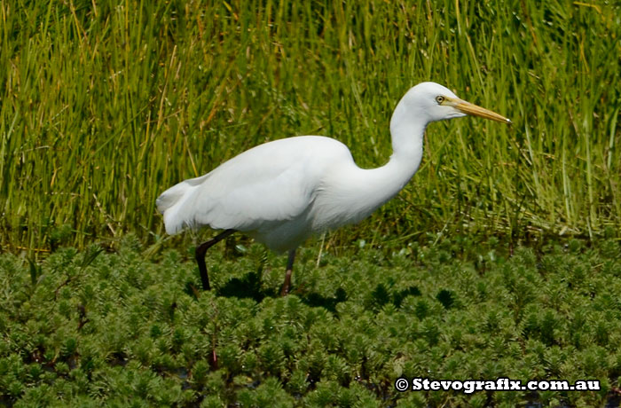 Intermediate Egret