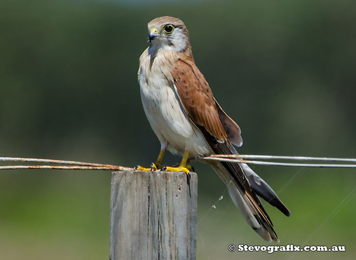 Nankeen Kestrel