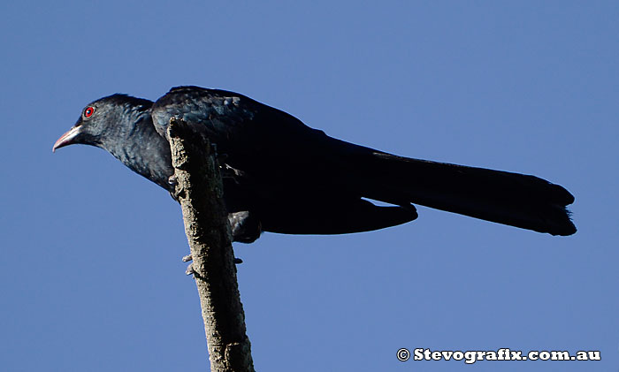 Male Eastern Koel