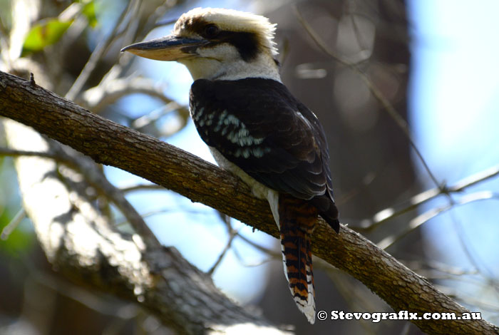 Laughing Kookaburra