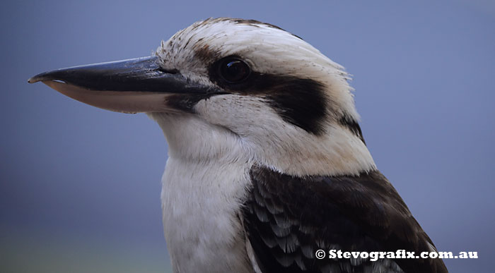 Laughing Kookaburra profile