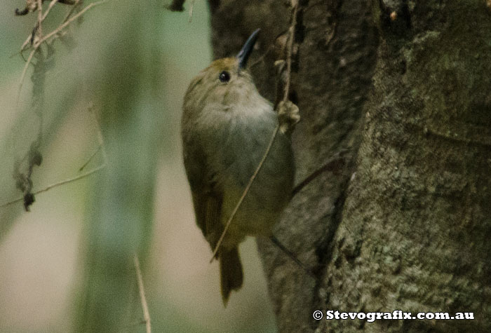 Large-billed Scrub-wren