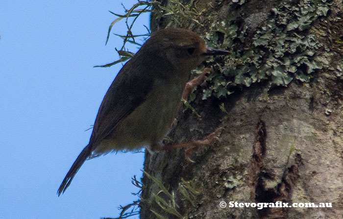 Large-billed Scrub-wren