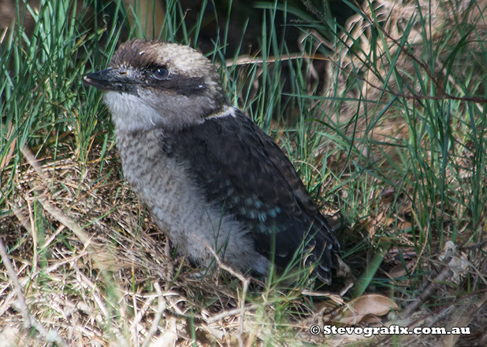 Laughing Kookaburra fledgeling