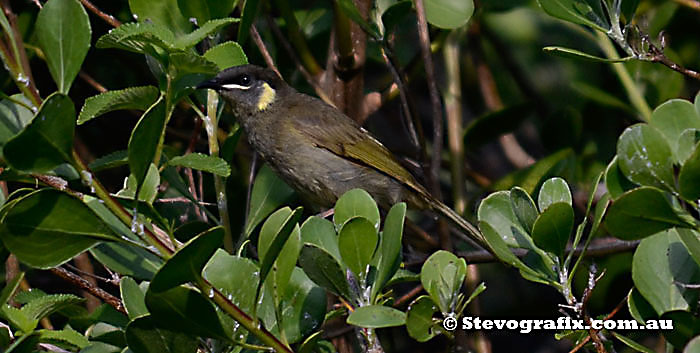 Lewins Honeyeater