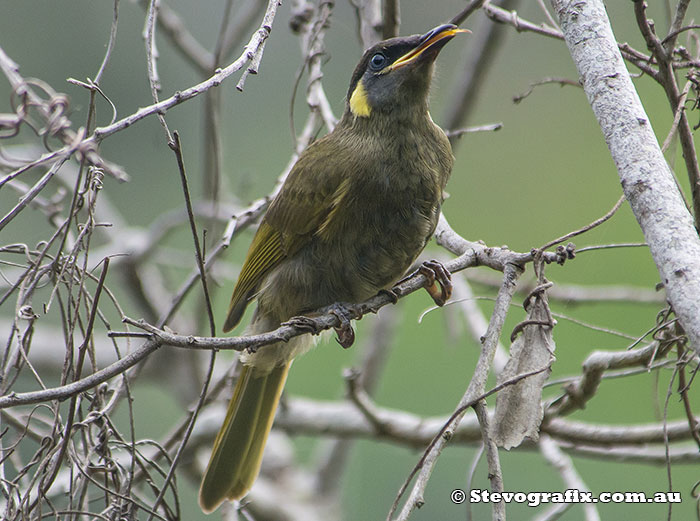 Lewins Honeyeater