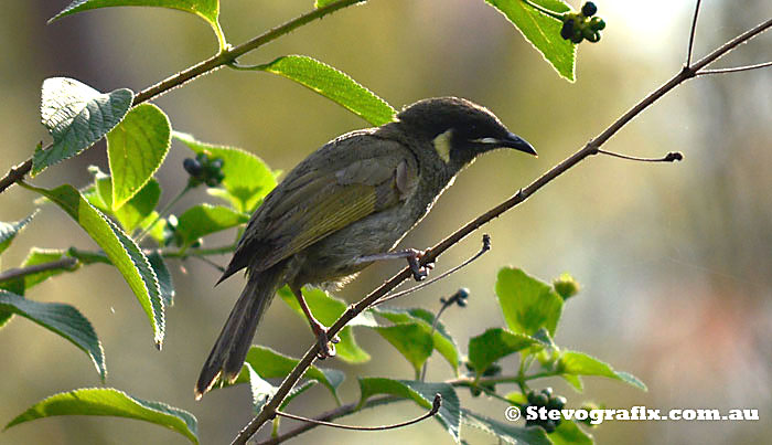 Lewins Honeyeater