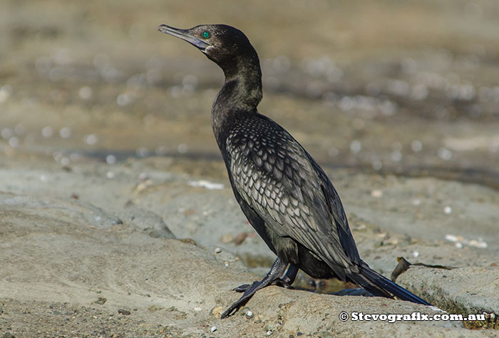 Little-black Cormorant