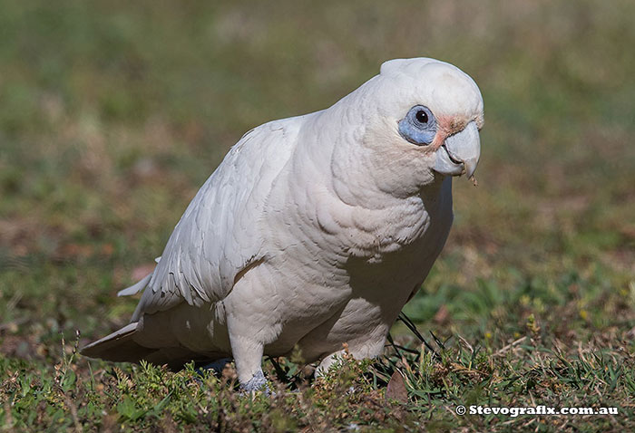 Little Corella