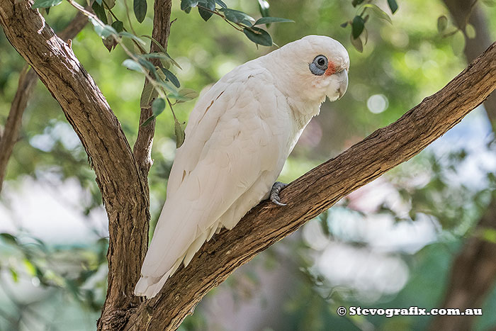 Little Corella