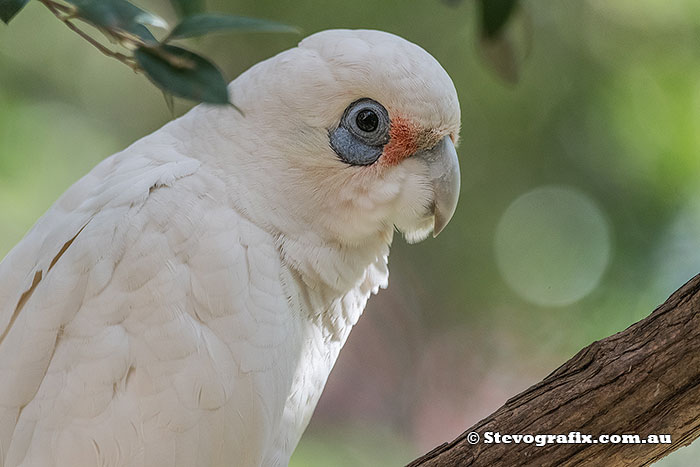 Little Corella