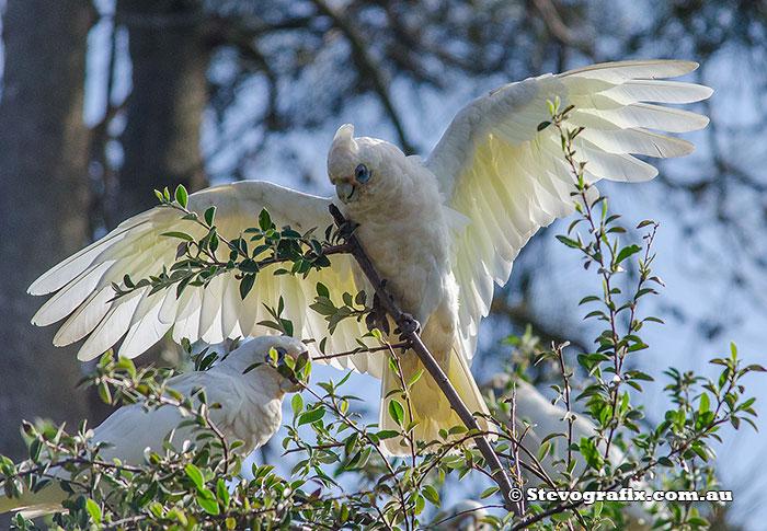 Little Corella wing display