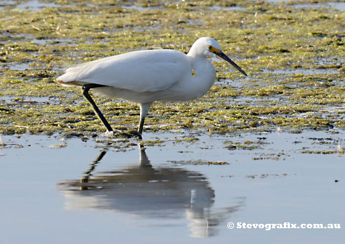 Little Egret