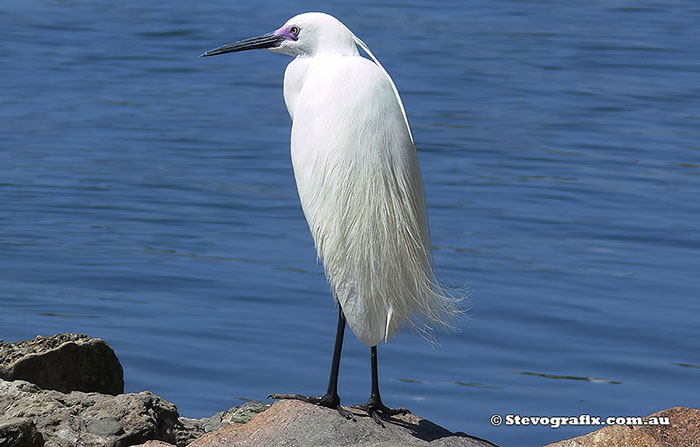 Little Egret in breeding colours