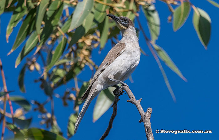 Little Friarbird