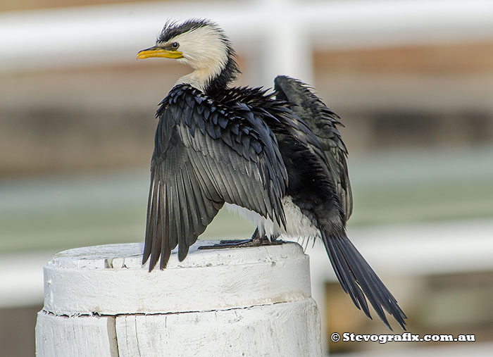 Little Pied Cormorant