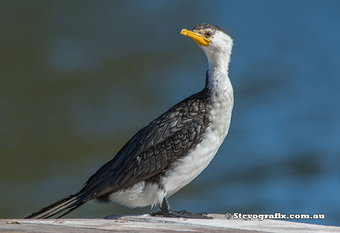 Little Pied Cormorant