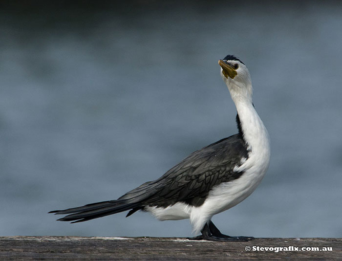 Little Pied Cormorant