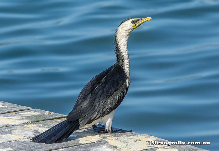 Little Pied Cormorant