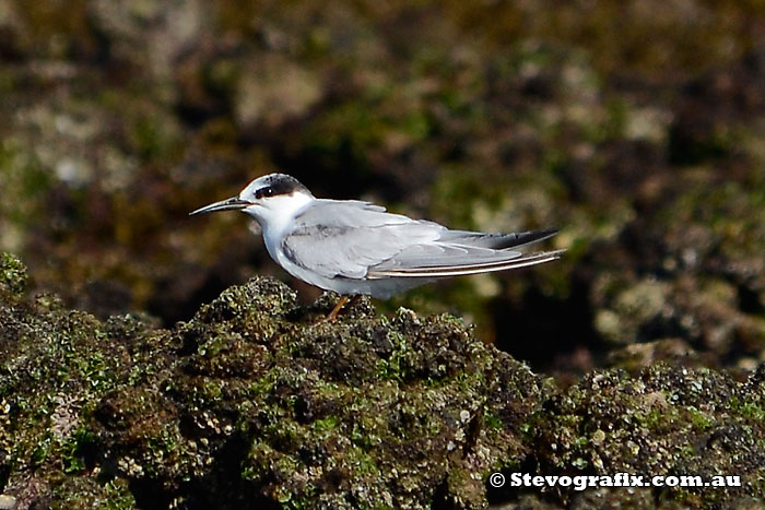 Little Tern