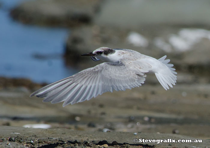 Little Tern