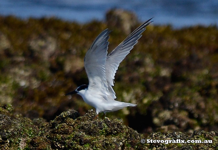 Little Tern wing display