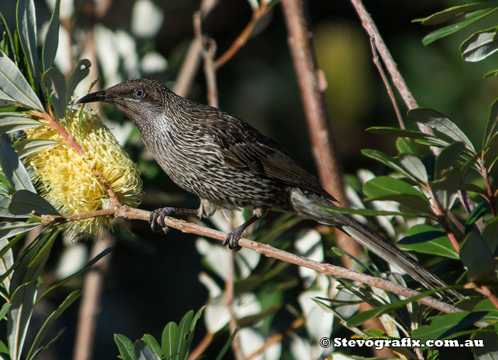 Little Wattlebird