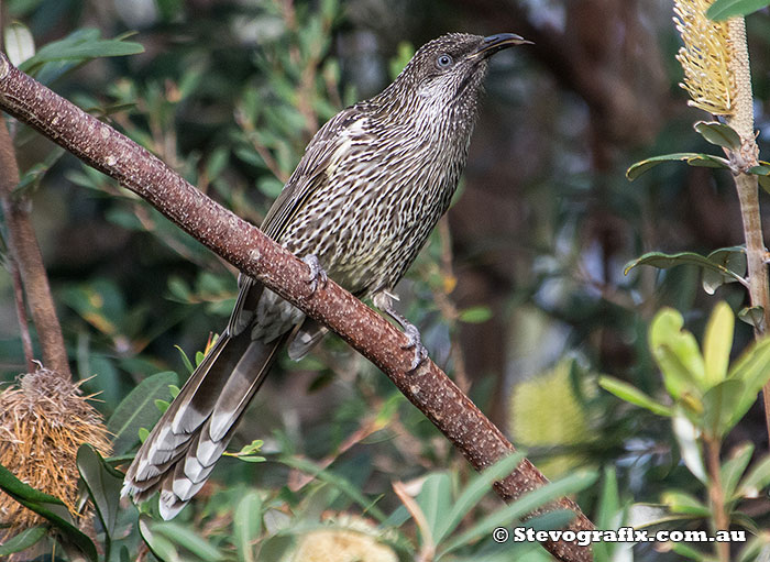 Little Wattlebird