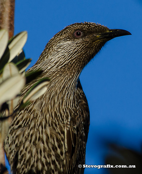 Little Wattlebird Close-up