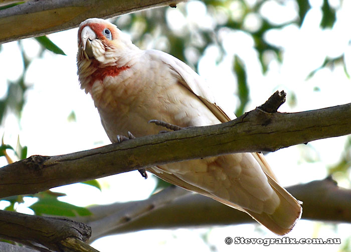 Long-billed Corella