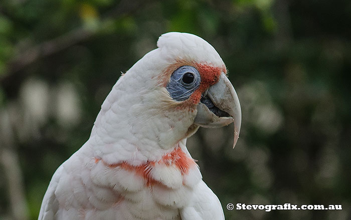 Long-billed Corella