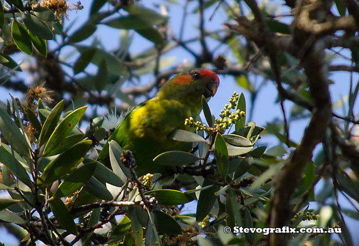 Musk Lorikeet