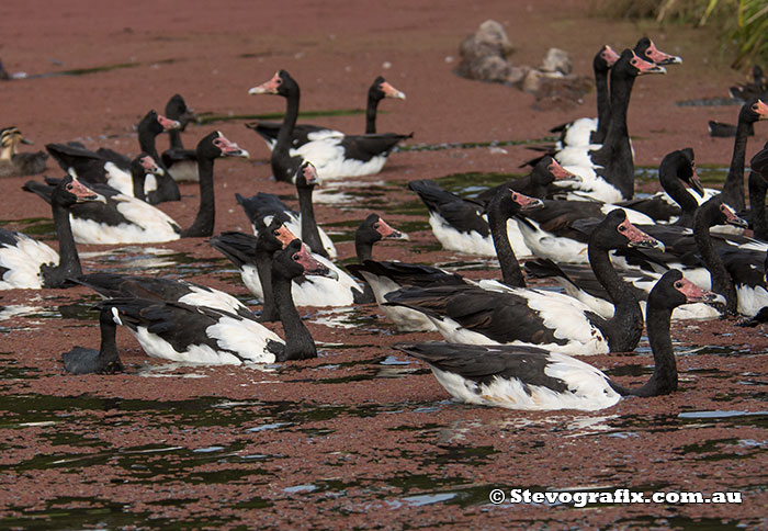 Magpie Geese