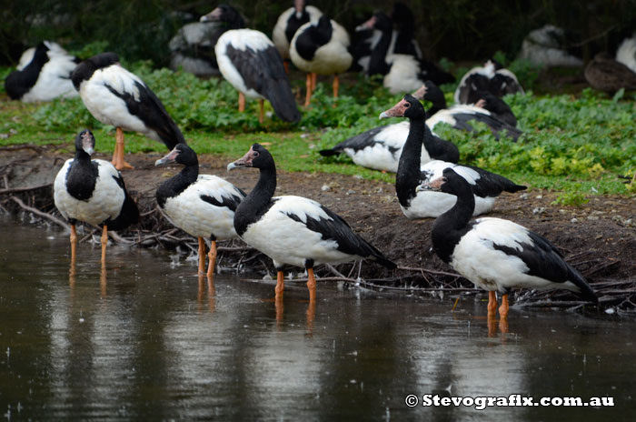 Magpie Geese