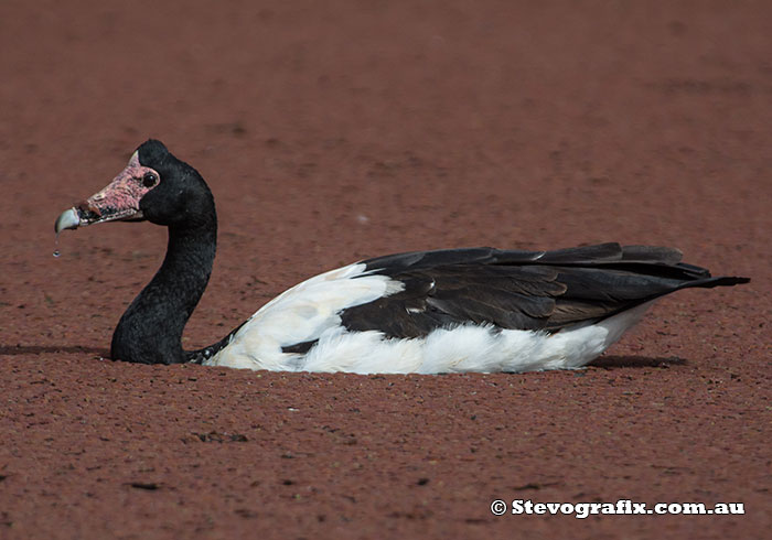 Magpie Goose