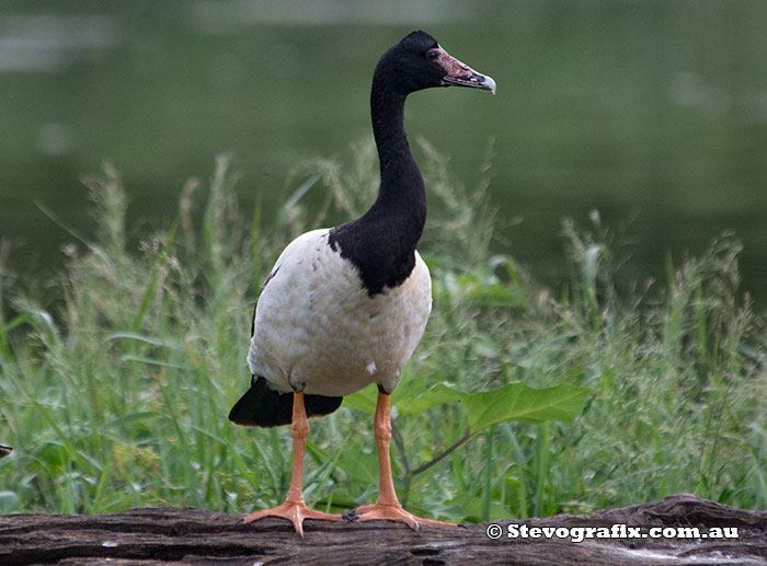 Magpie Goose