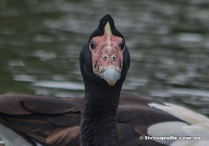 Magpie Goose