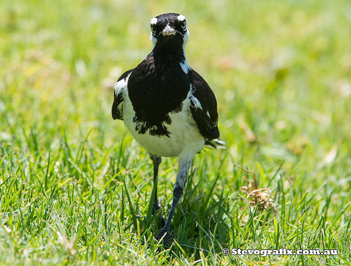 Magpie Lark