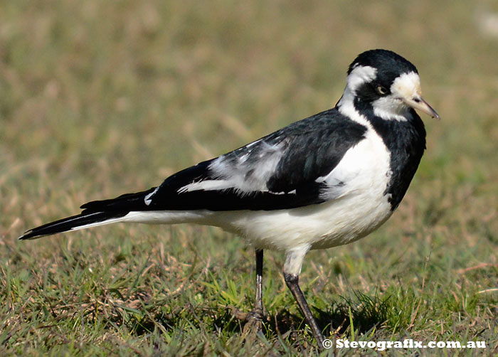 Female Australian Magpie Lark, The Entrance Aug 2013