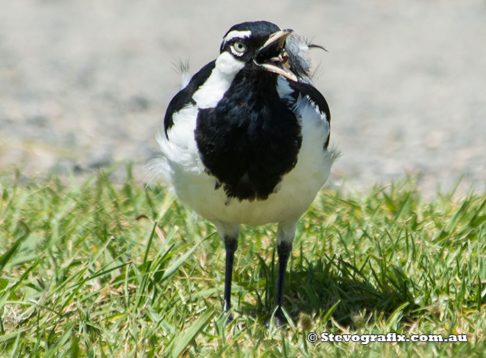 Male Magpie Lark