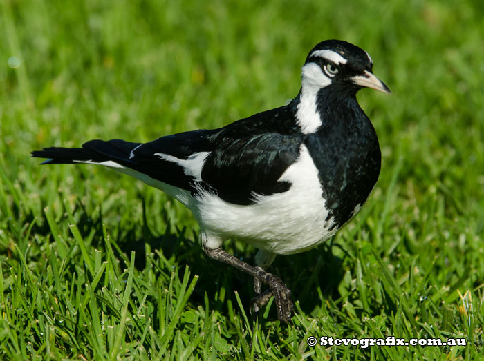 Magpie Lark